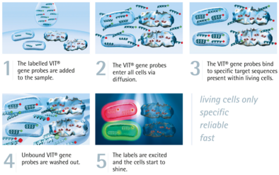 VIT® gene probe technology