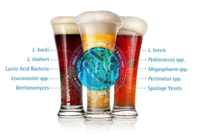 Beer-spoiling organisms
