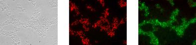 Gleiche mikroskopische Aufnahme nach der Analyse mit dem Testkit: Phasenkontrast, Lactococcus lactis leuchtet rot, Leuconostoc spp. grün.