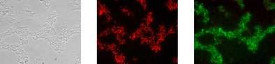 Identical microscopic image after analysis with the test kit: phase contrast, Lactococcus lactis shines red, Leuconostoc spp. green.