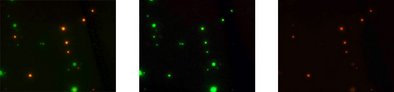 Gleiche mikroskopische Aufnahme nach der Analyse mit dem Testkit: Mikrokolonien von Legionella spp. leuchten grün, Legionella pneumophila spezifisch orange bzw. rot.