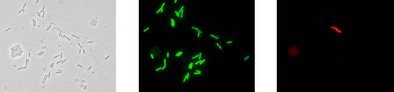 Gleiche mikroskopische Aufnahme nach der Analyse mit dem Testkit: Phasenkontrast, Bakterien der Gattung Alicyclobacillus leuchten grün und A. acidoterrestris spezifisch rot.